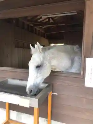 鹿児島神宮(鹿児島県)