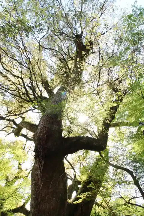 石清水八幡宮(京都府)