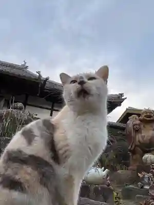 一心寺・一心禅寺の動物