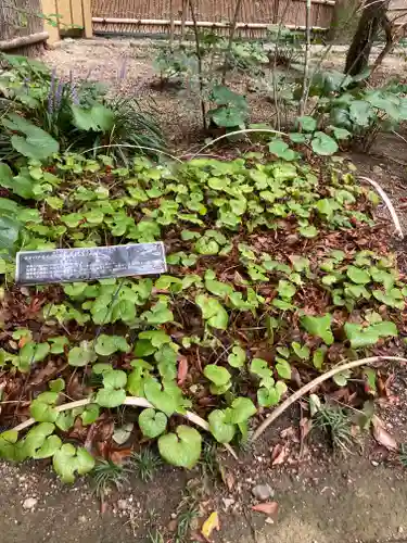 賀茂御祖神社（下鴨神社）の自然