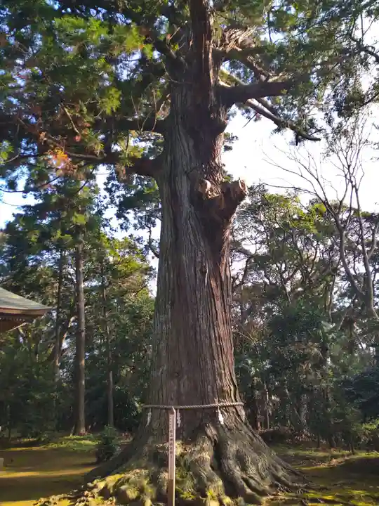 松山神社の自然