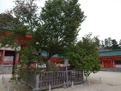 平安神宮の自然