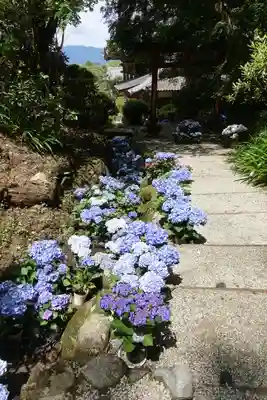 岡寺(龍蓋寺)(奈良県)