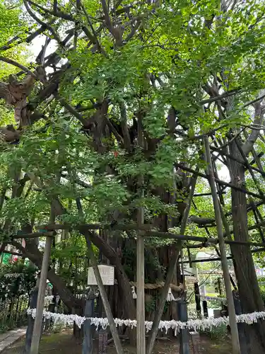 稲毛神社の自然