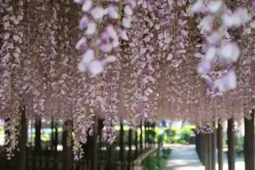 玉敷神社の自然