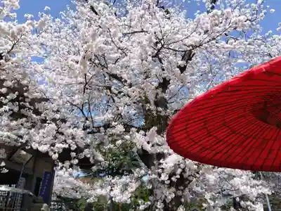 妙経寺(福井県)