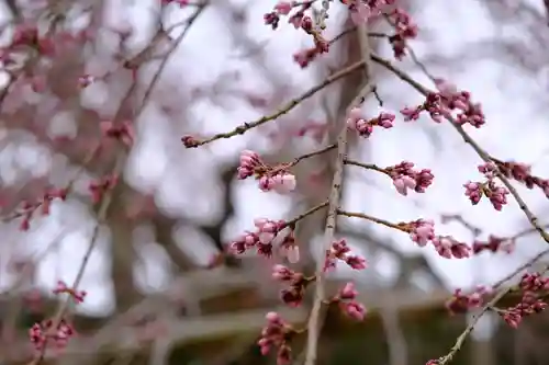 金剛寺(大阪府)