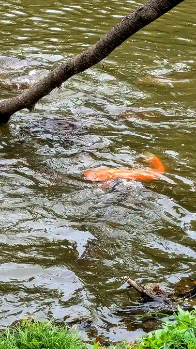 菊田神社の動物