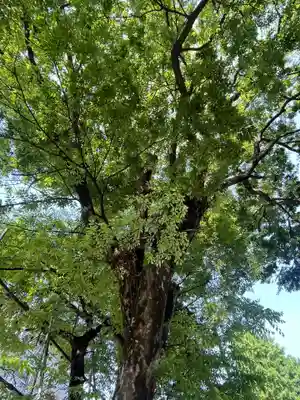 木場 洲﨑神社(東京都)