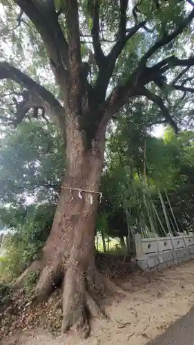 滝神社(愛媛県)