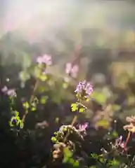 浄土寺の自然