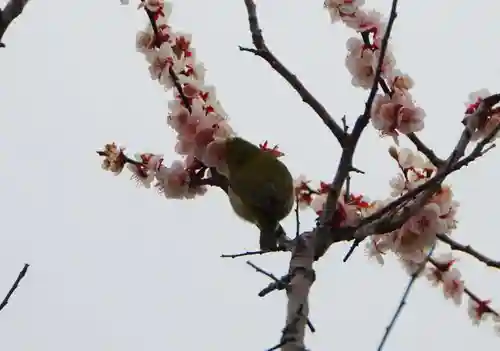 防府天満宮(山口県)