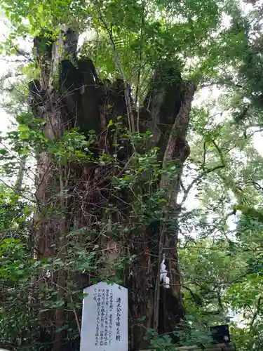 加藤神社の自然