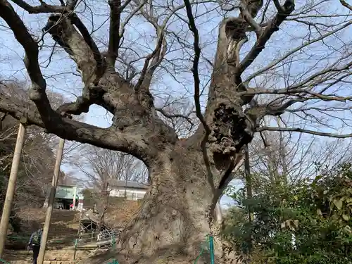 新田神社の自然