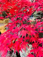 法泉寺(香川県)