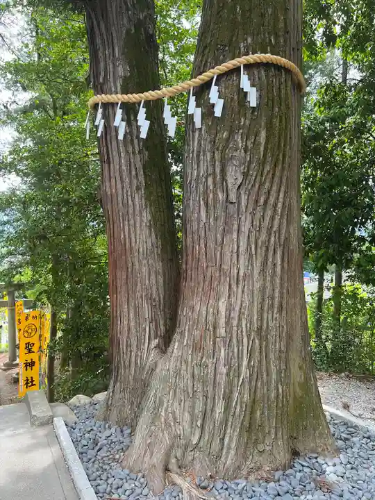 聖神社(埼玉県)