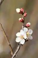 国宝 大法寺の自然