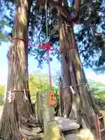 武雄神社の自然