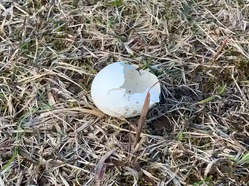 諏訪神社の動物