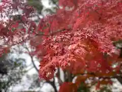 伊勢山皇大神宮の自然