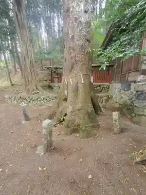 日枝神社の自然