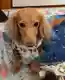 やす吉