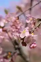 清河寺(埼玉県)