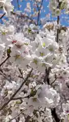 墨染寺（桜寺）(京都府)