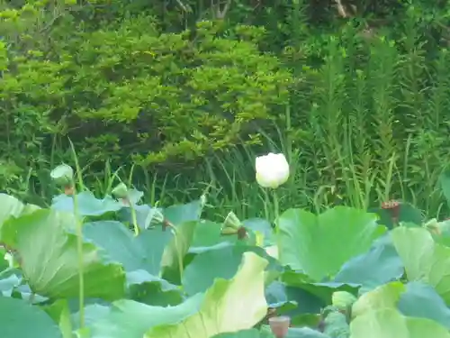 鶴岡八幡宮の自然