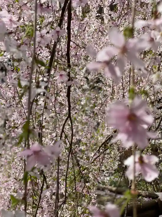 頂法寺(六角堂)(京都府)