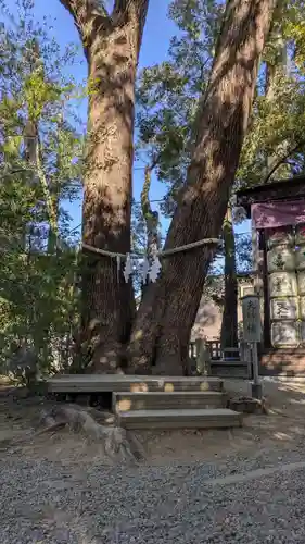 武蔵一宮氷川神社(埼玉県)