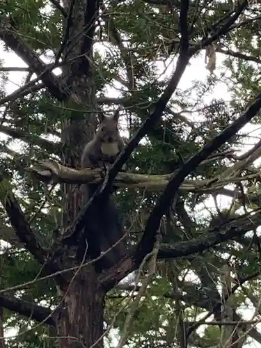 相内神社の動物