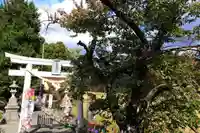 高司神社〜むすびの神の鎮まる社〜の鳥居