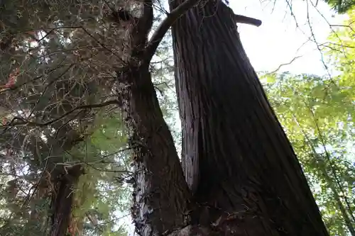 八幡神社の自然