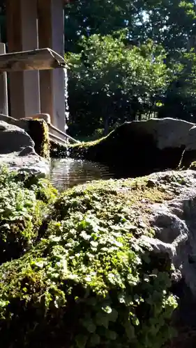 岩内神社の手水