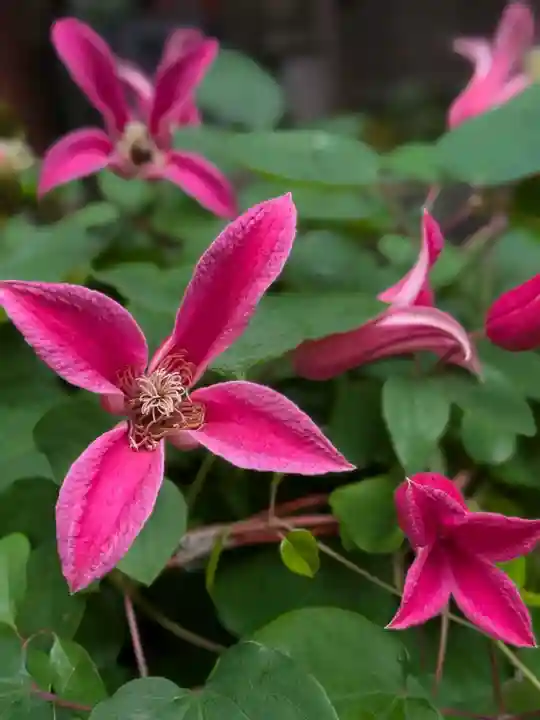 陽運寺(東京都)