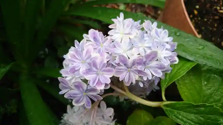 阿邪訶根神社の自然
