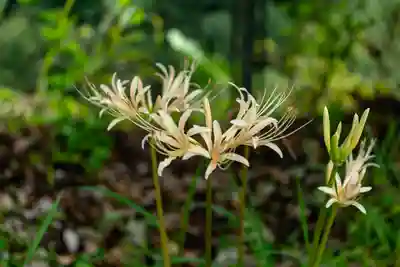 天安河原宮(宮崎県)