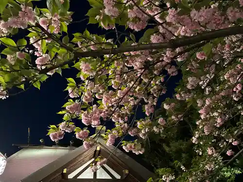 東京大神宮の自然