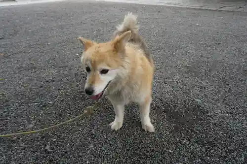 別雷皇太神の動物