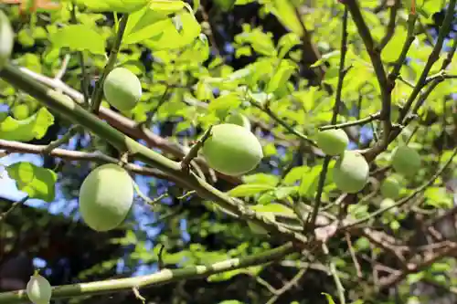 くまくま神社(導きの社 熊野町熊野神社)の自然