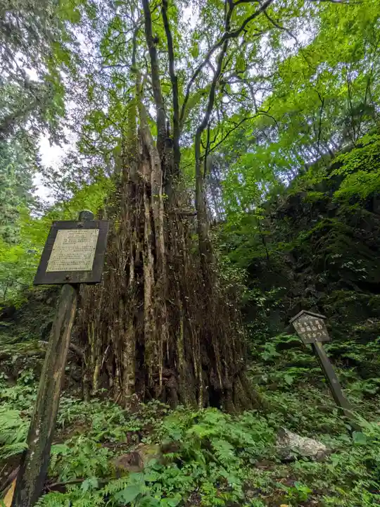 加蘇山神社 奥ノ宮の自然