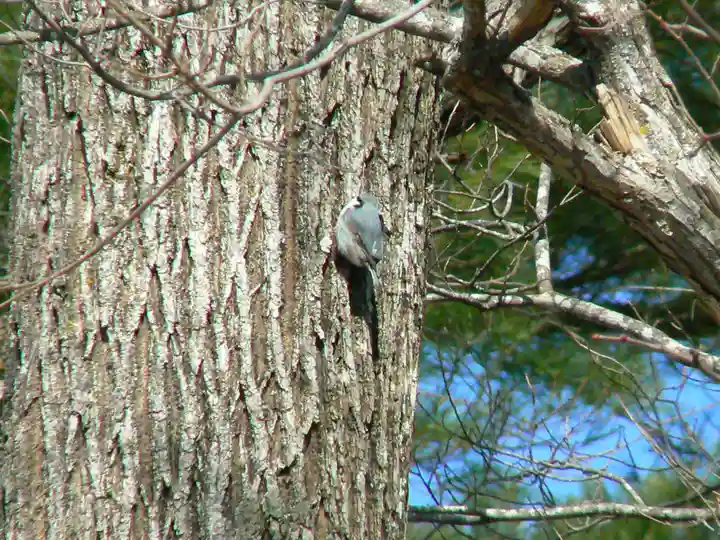 留辺蘂神社の動物