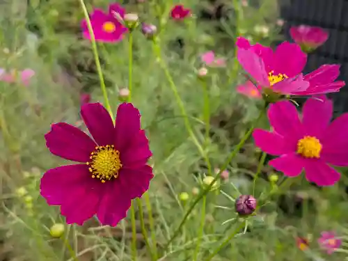 祖母井神社(栃木県)