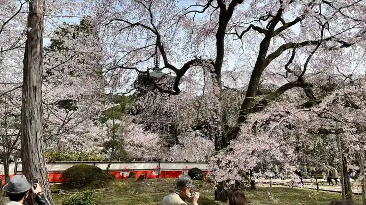 醍醐寺(京都府)