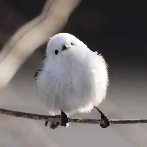 帯廣神社の動物