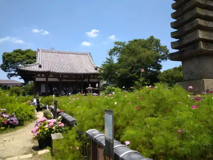 般若寺 ❁コスモス寺❁(奈良県)