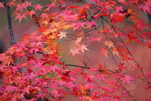 三春大神宮の自然