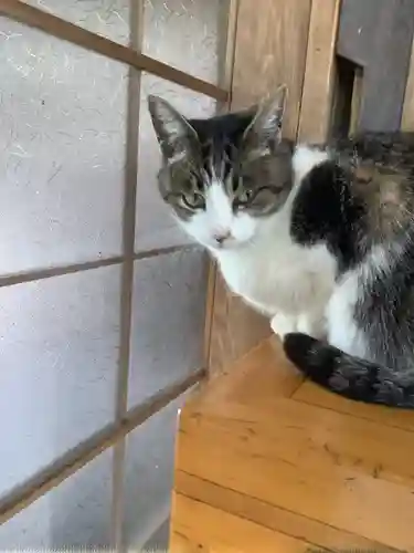 玉野御嶽神社の動物