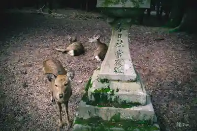春日大社(奈良県)